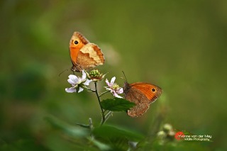 Bont-Zandoogje-twee-vlinders-copyright-YvonnevanderMey