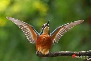 Close-up-ijsvogel-gespreide-vleugels-copyright-YvonnevanderMey