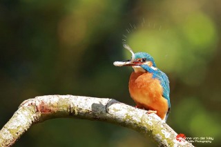 Close-up-ijsvogel-met-visje-copyright-YvonnevanderMey