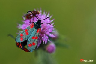 Distel-met-Sint-Jansvlinder-copyright-YvonnevanderMey