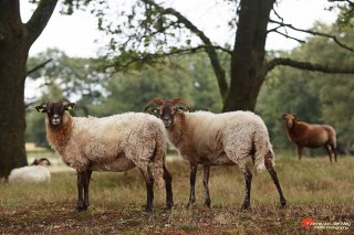 Drentse-Heideschapen-copyright-YvonnevanderMey