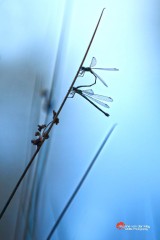 Libellen-parend-silhouet-copyright-YvonnevanderMey