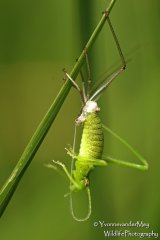 Moulting-grasshopper-copyright-zonder-YvonnevanderMey
