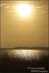 Zonsopgang-boven-riet-copyright-YvonnevanderMey