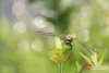 Close-up-Libel-copyright-YvonnevanderMey Close-up-Libel-copyright-YvonnevanderMey