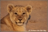 Jong leeuwtje in de Kalahari Woestijn/Lion cub in the Kalahari Dessert