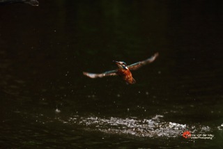 1-Close-up-ijsvogel-vliegend-copyright-YvonnevanderMey-1