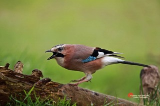 Close-up-Vlaamse-Gaai-copyright-YvonnevanderMey-1