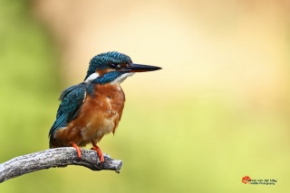 Close-up-ijsvogel-heel-dichtbij-copyright-YvonnevanderMey-1