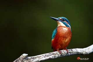 Close-up-ijsvogel-mannetje-copyright-YvonnevanderMey-1