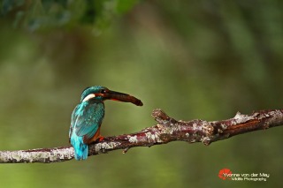 Close-up-ijsvogel-met-visje-copyright-YvonnevanderMey-1