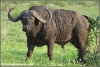 old buffalo bull threatening / oude buffel stier dreigend (Copyright Yvonne van der Mey)