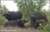 buffalo bull close up / buffel stier dichtbij (Copyright Yvonne van der Mey)