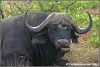 old male buffalo making funny faces / oude mannetjes buffel trekt rare gezichten (Copyright Yvonne van der Mey)