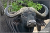 oude single buffelstier / old single male buffalo (Copyright Yvonne van der Mey)
