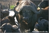 buffalo herd released from flies / kudde buffels van vliegen verlost (Copyright Yvonne van der Mey)