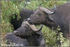 buffel vrouwtjes / buffalo cows (Copyright Yvonne van der Mey)