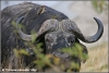 old single buffalo bull evil eye / oude buffel stier evil eye (Copyright Yvonne van der Mey)