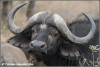buffalo bull close up / buffel stier van dichtbij (Copyright Yvonne van der Mey)