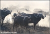 herd of buffalo in the dust / kudde buffels in het stof (Copyright Yvonne van der Mey)
