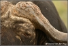 Kaapse Buffelstier close-up/Cape Buffalo bull close-up (Copyright Yvonne van der Mey)