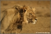 jonge leeuw / young lion (Copyright Yvonne van der Mey)