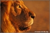 Red on alert (Panthera leo)  (Copyright Yvonne van der Mey)