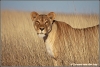 leeuwin in hoog gras / lioness in tall grass (Copyright Yvonne van der Mey)