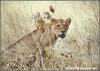 leeuwin mascotte / lioness (Copyright Yvonne van der Mey)