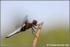 Gewone oeverlibel / blacktailed skimmer (Copyright Yvonne van der Mey)