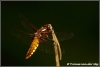 Platbuik /  broad boded chaser (Copyright Yvonne van der Mey)