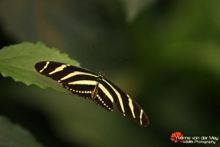 13-vlinder-copyright-YvonnevanderMey
