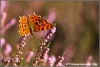 Gehakkelde aurelia / Comma (copyright Yvonne van der Mey) Gehakkelde aurelia / Comma (copyright Yvonne van der Mey)