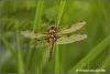 Libel platbuik / Broadbodied Chaser (copyright Yvonne van der Mey) Libel platbuik / Broadbodied Chaser (copyright Yvonne van der Mey)