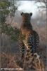 leopard male / mannetjes luipaard (Copyright Yvonne van der Mey)