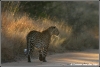 luipaardmannetje in ochtendlicht / leopardmale in morninglight (Copyright Yvonne van der Mey)