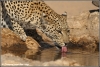 luipaardvrouwtje drinkend / leopard female drinking (Copyright Yvonne van der Mey)