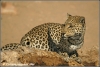 luipaardvrouwtje bij drinkplaats / leopard female near waterhole (Copyright Yvonne van der Mey)