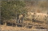 luipaard welpje / leopard cub (Copyright Yvonne van der Mey)