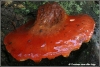 fistulina-hepatica-biefstukzwam-copyright-yvonne-van-der-mey fistulina-hepatica-biefstukzwam-copyright-yvonne-van-der-mey