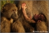 baby-baboon-drinking-copyright-yvonnevandermey baby-baboon-drinking-copyright-yvonnevandermey