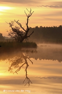 Boomsilhouet-in-Wieden-copyright-YvonnevanderMey.jpg