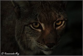 Lynx-close-up--copyright-YvonnevanderMey.jpg