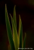 Lisbladeren-copyright-YvonnevanderMey.jpg Lisbladeren-copyright-YvonnevanderMey.jpg