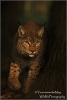 Mysterieuze-kat-copyright-YvonnevanderMey.jpg Mysterieuze-kat-copyright-YvonnevanderMey.jpg