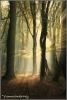 zonsopgang-in-speulderbos-copyright-yvonnevandermey