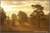 zonsopgang-sandbergse-veld-copyright-yvonnevandermey