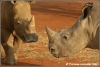 witte neushoorns dreigen / white rhinos threatening (Copyright Yvonne van der Mey)