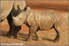 witte neushoorn kalf / white rhino calf (Copyright Yvonne van der Mey)