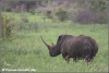 witte neushoornstier / white rhinobull (Copyright Yvonne van der Mey)